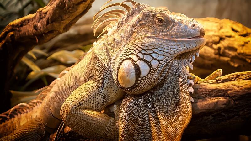 brown iguana on forest floor