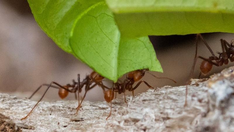 leaf cutter ants carrying leaves