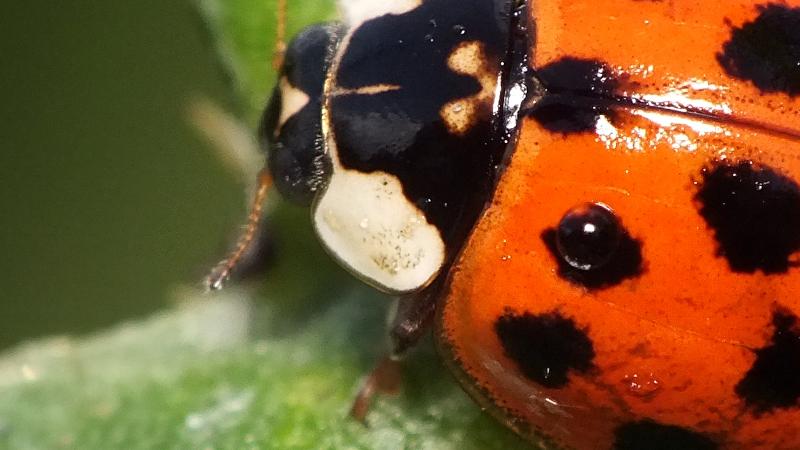 ladybug on leaf