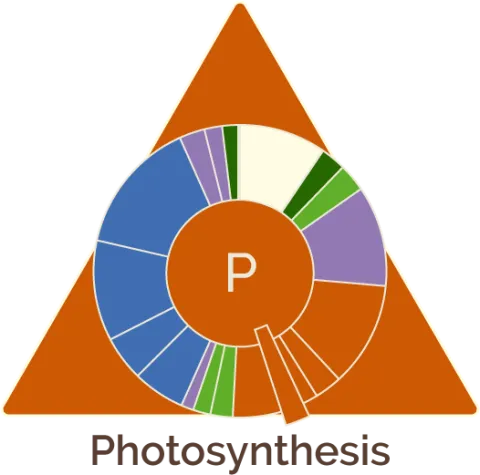 Model Triangle Image