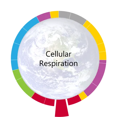Cellular Respiration