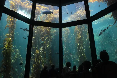 view of California giant kelp forest from inside the Monterey Bay Aquarium in Monterey California