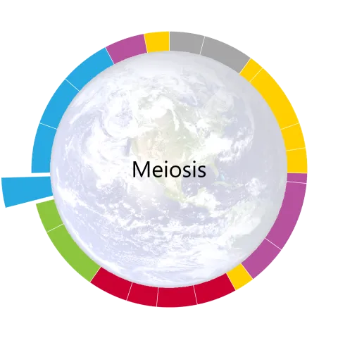 Meiosis