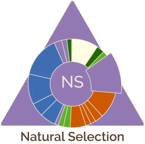 time wheel icon for the third unit in biology - natural selection