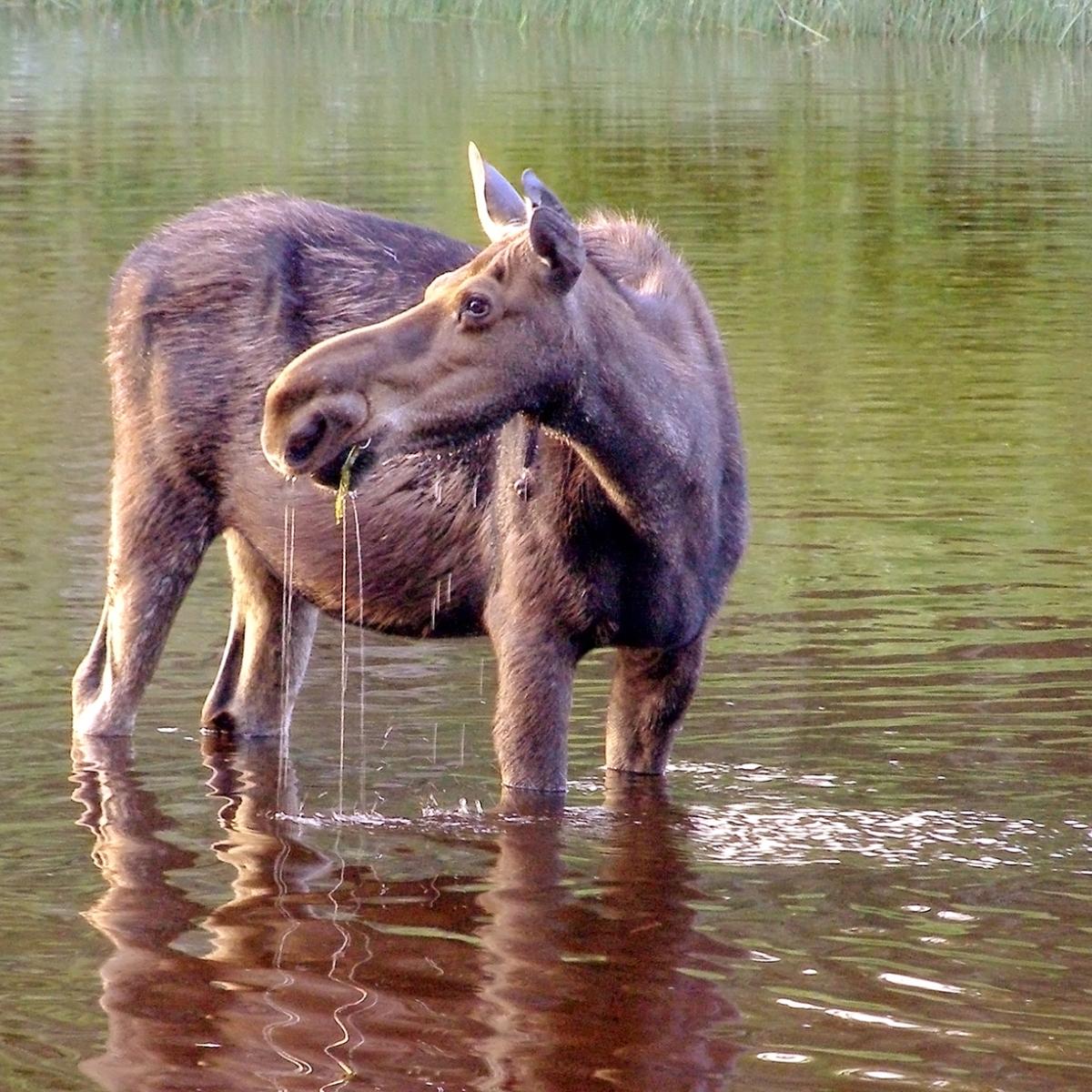 moose-grazing-in-water-on-isle-royale