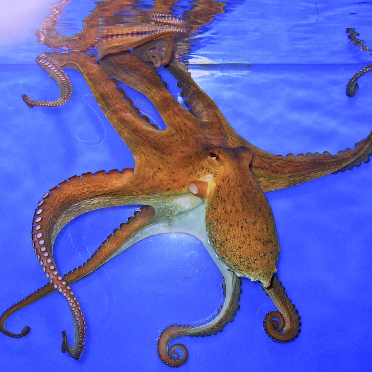 octopus vulgaris in ocean water