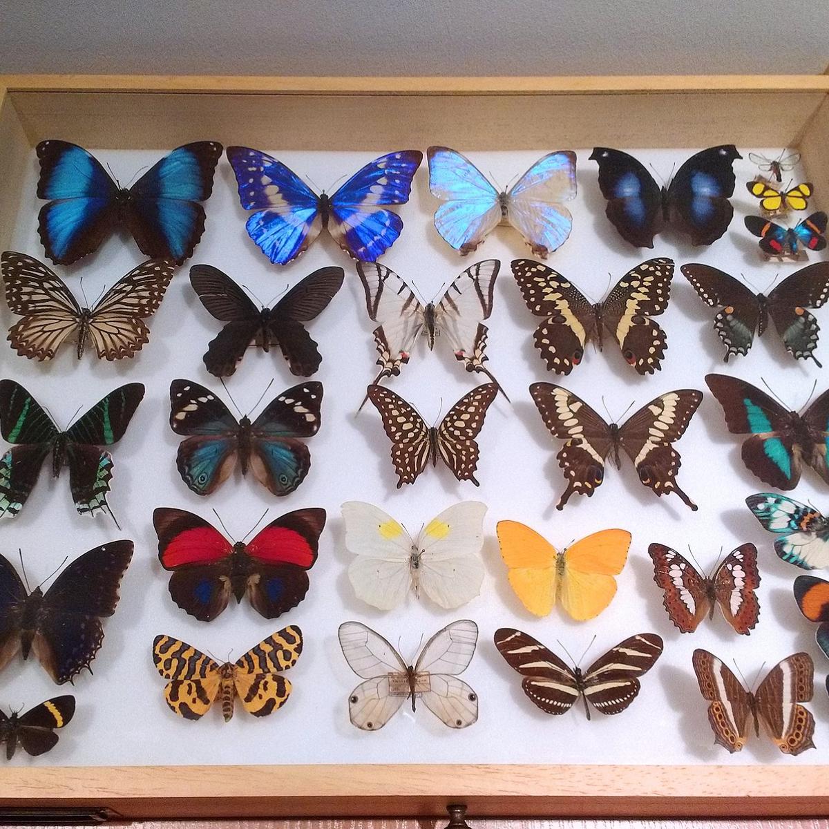 museum box filled with various large pinned butterflies