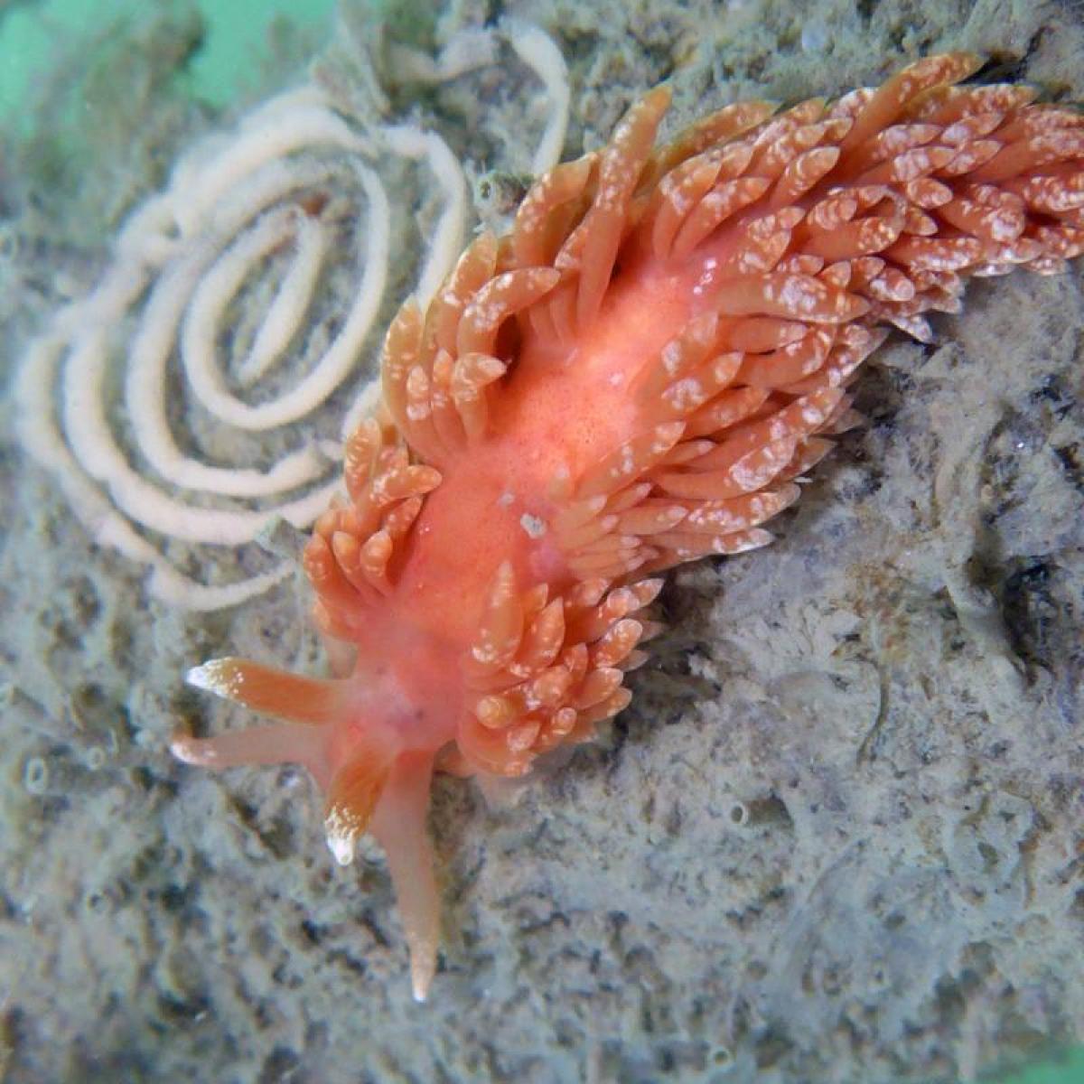 an Aeolidiella chromosoma from San Francisco California with an egg spiral