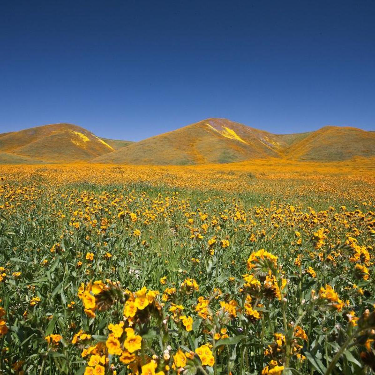 a field of yellow flowers with summer mountains in the background