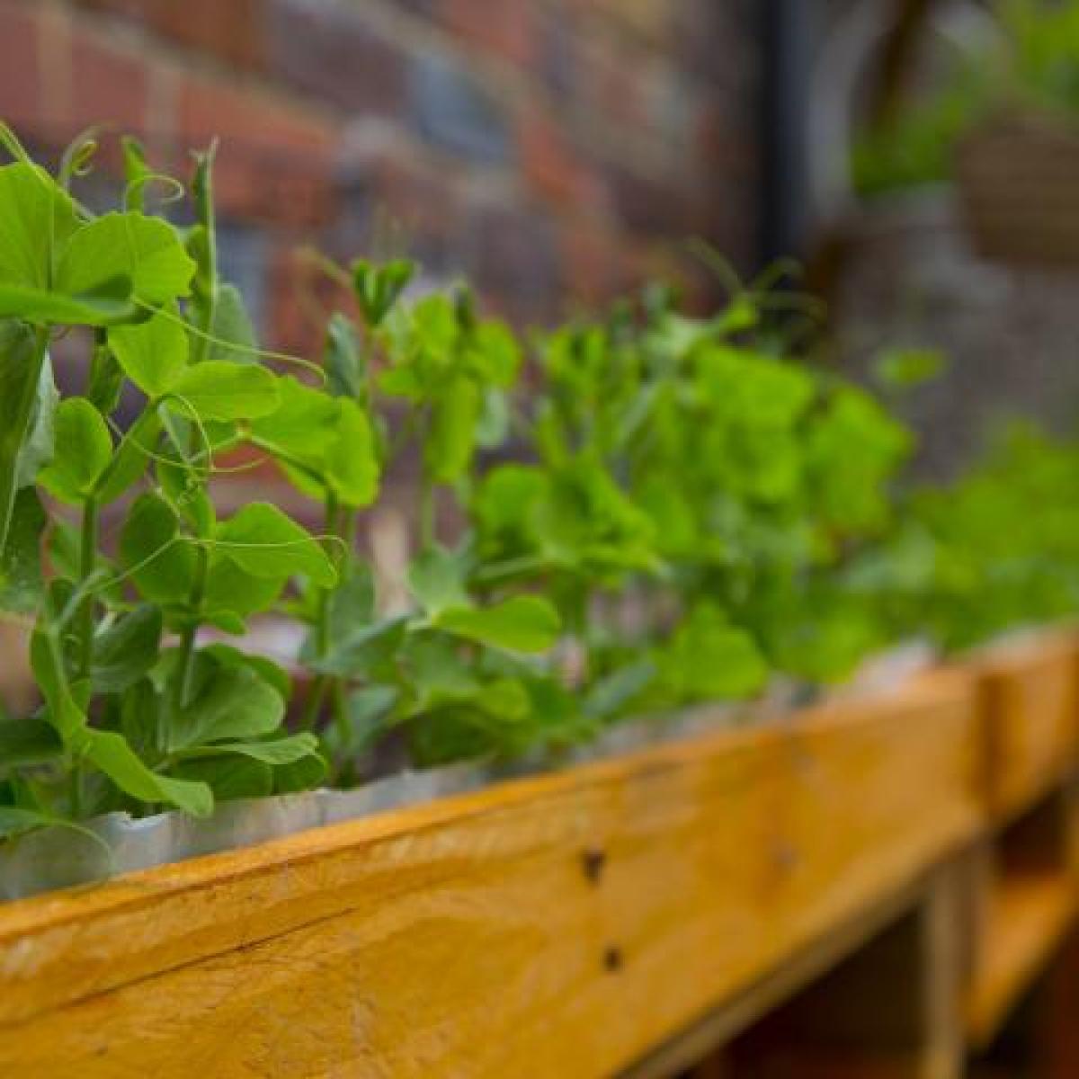 pea pods in a wooden planter box