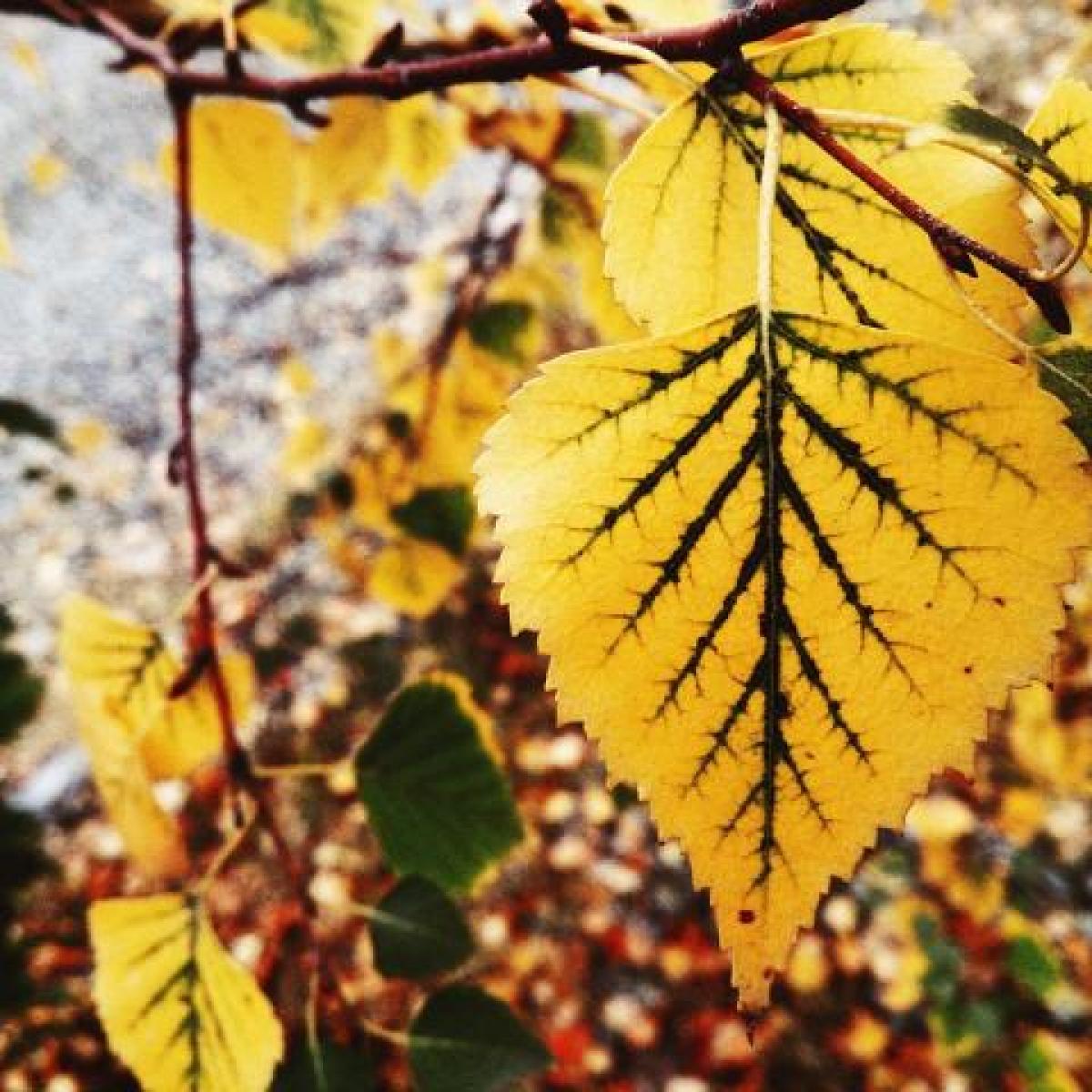 yellow leaf on a tree branch in autumn
