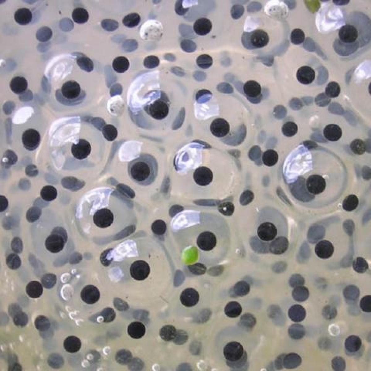 close up image of larval eggs