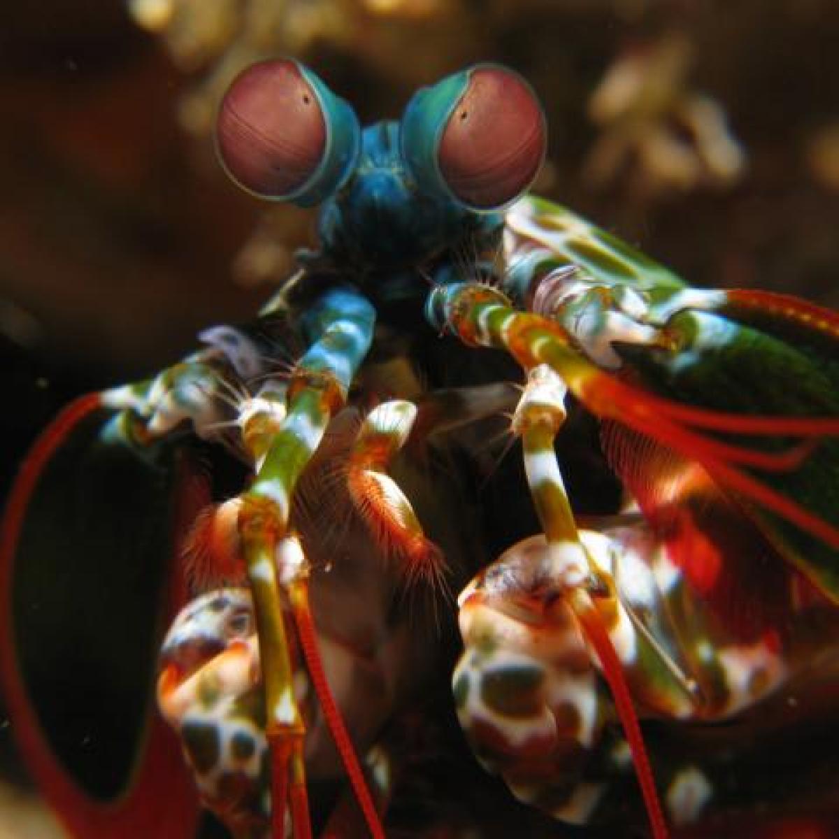 mantis shrimp