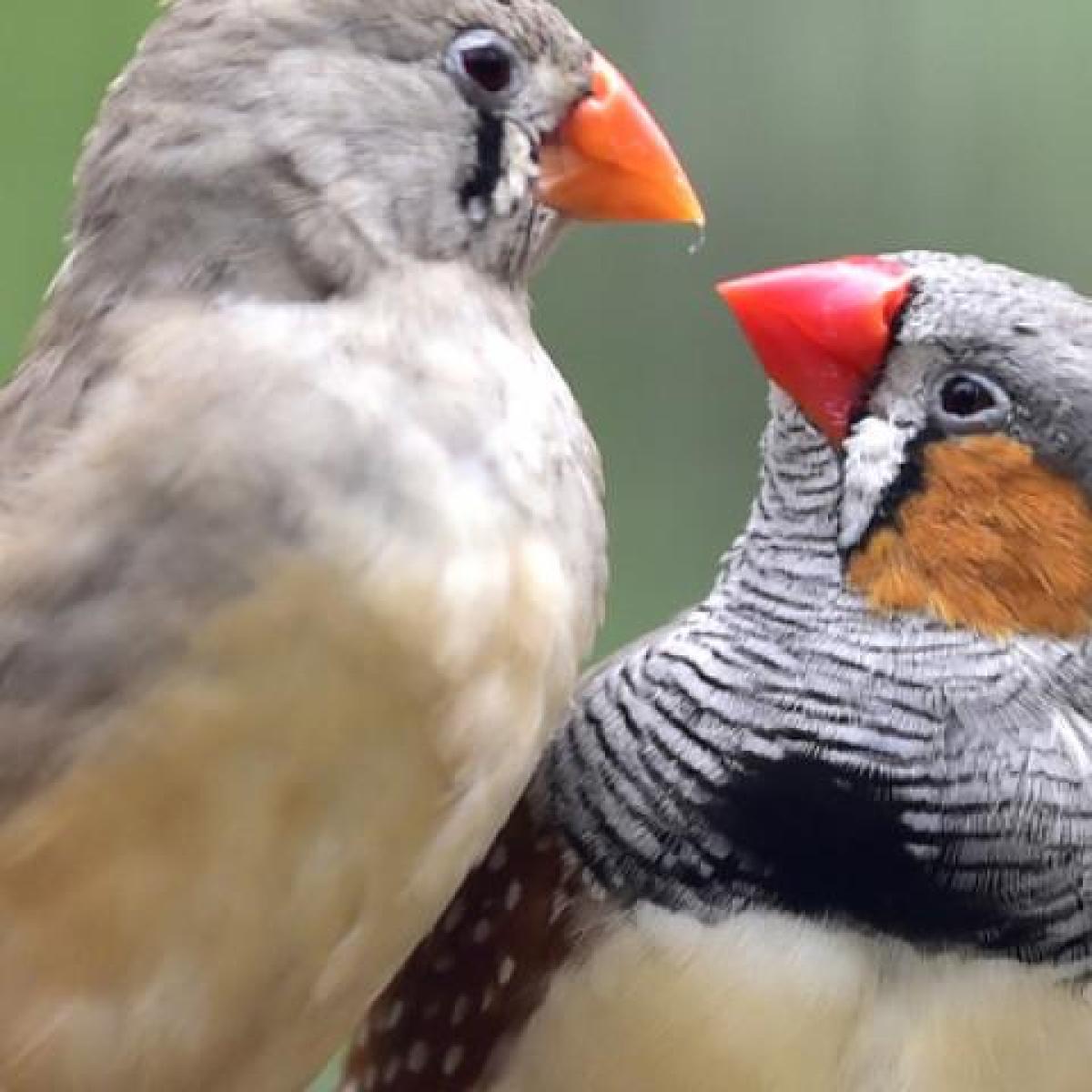 two finches look at each other in profile