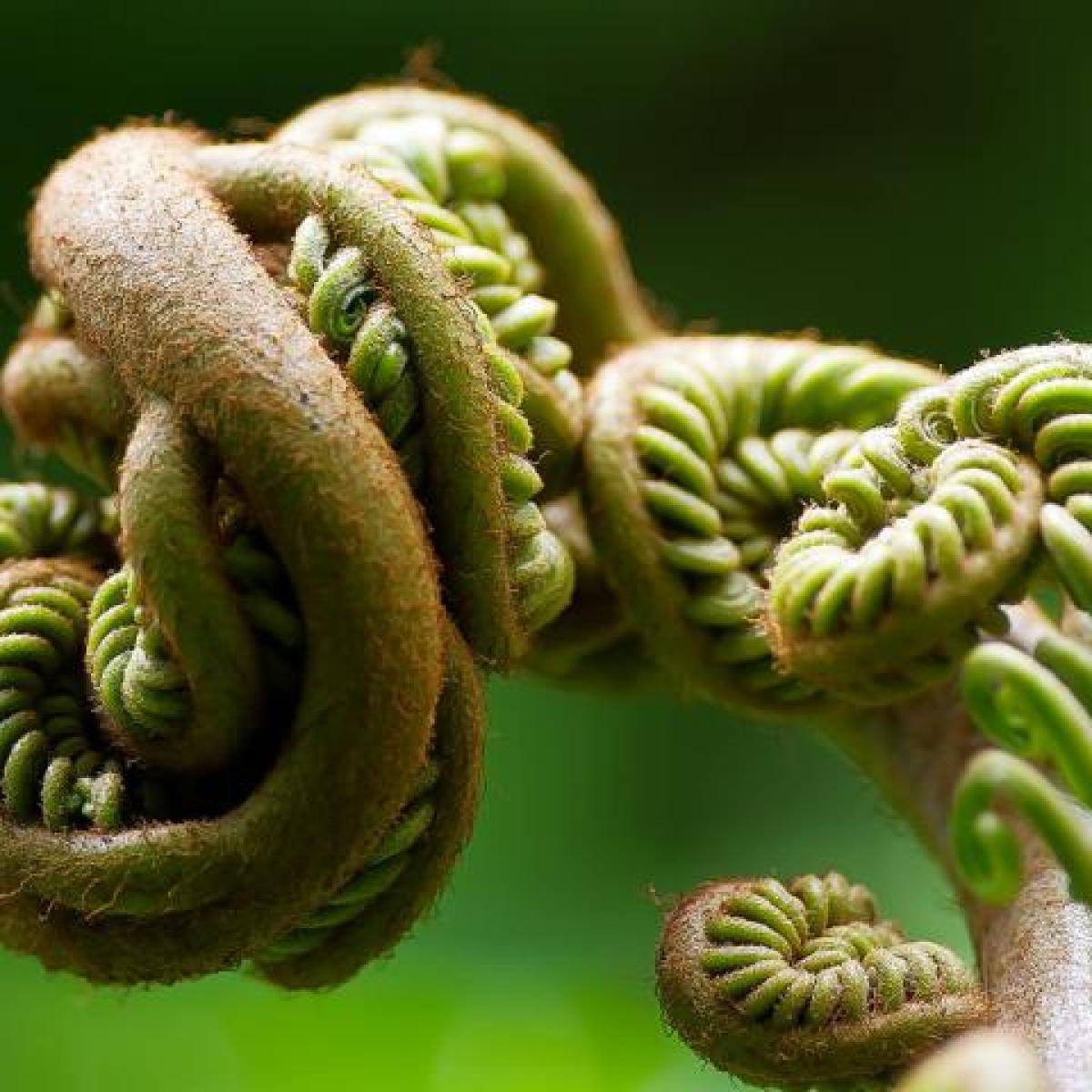 macro image of a fiddle-fiddle fern