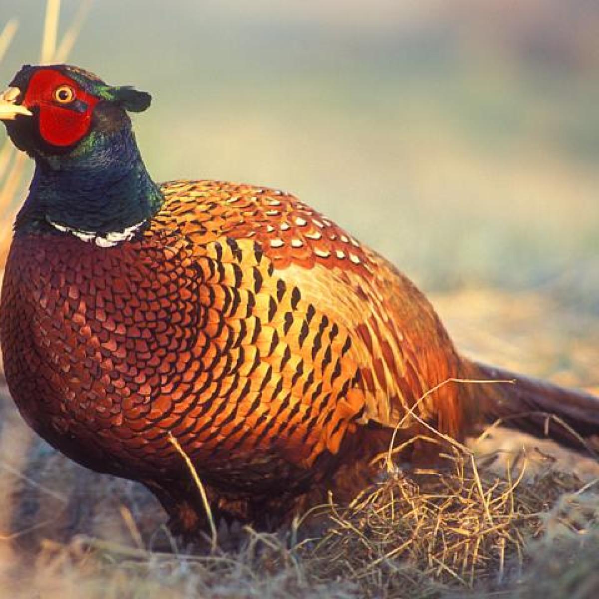 pheasant in a field