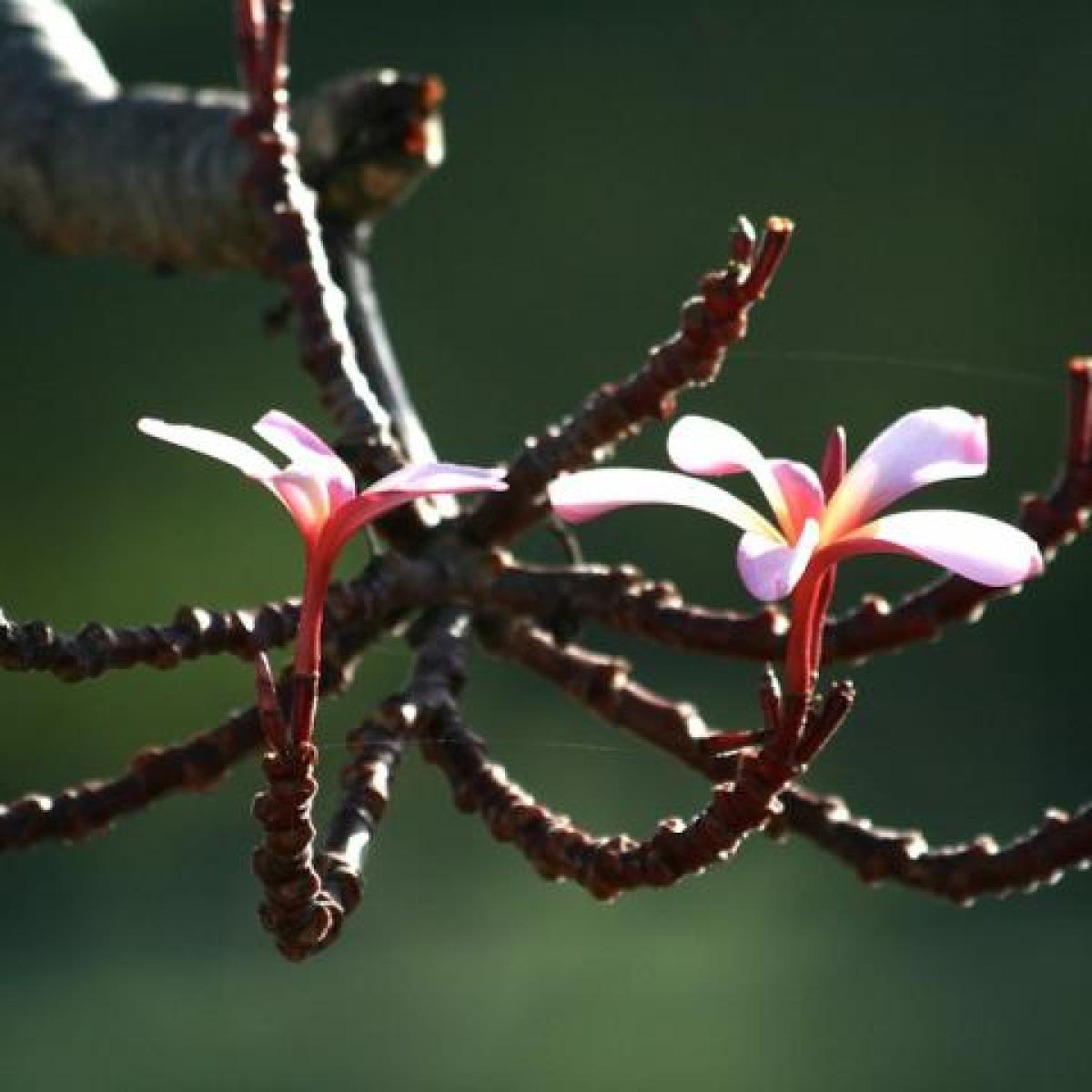 a plumeria bloom close-up image