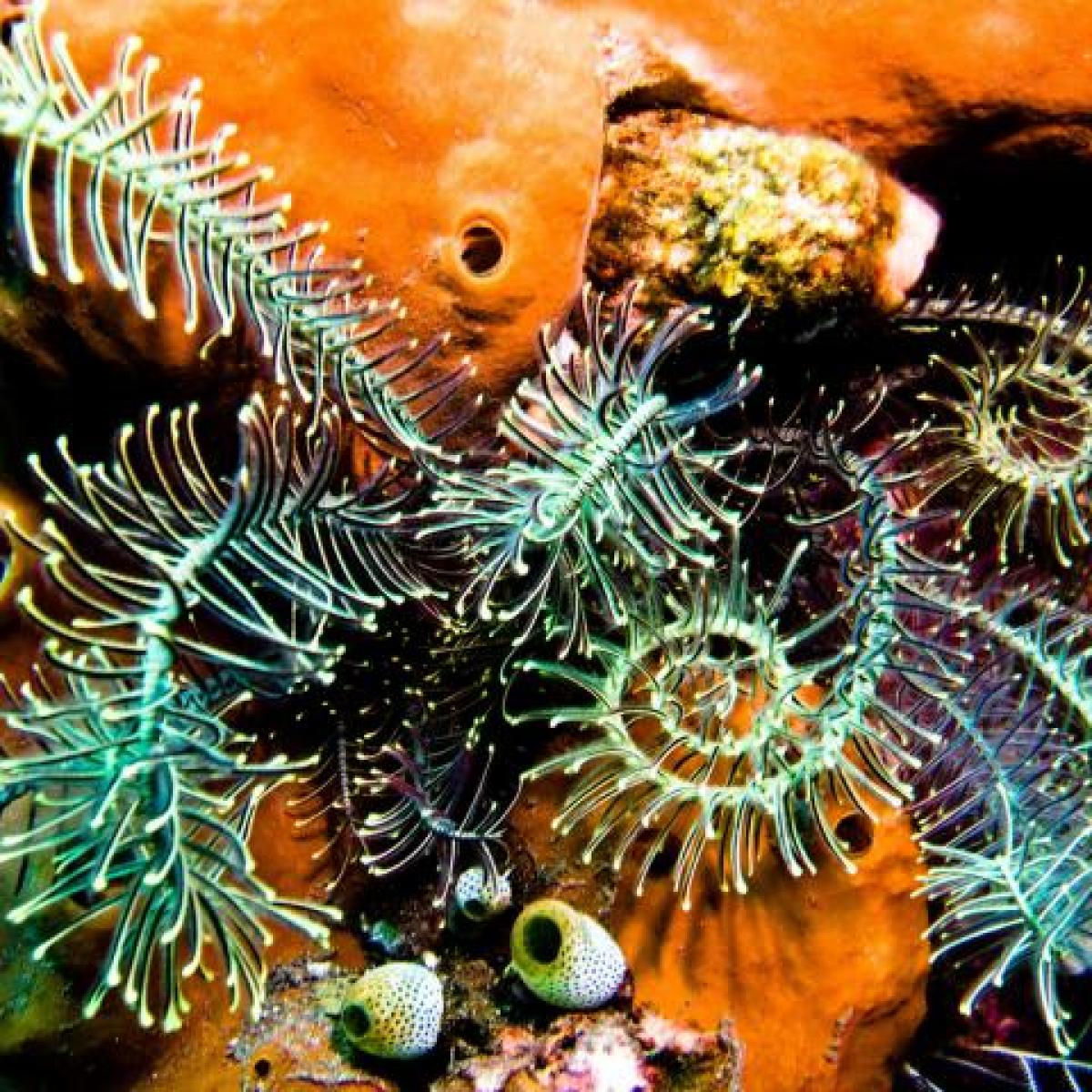 underwater coral in Bali