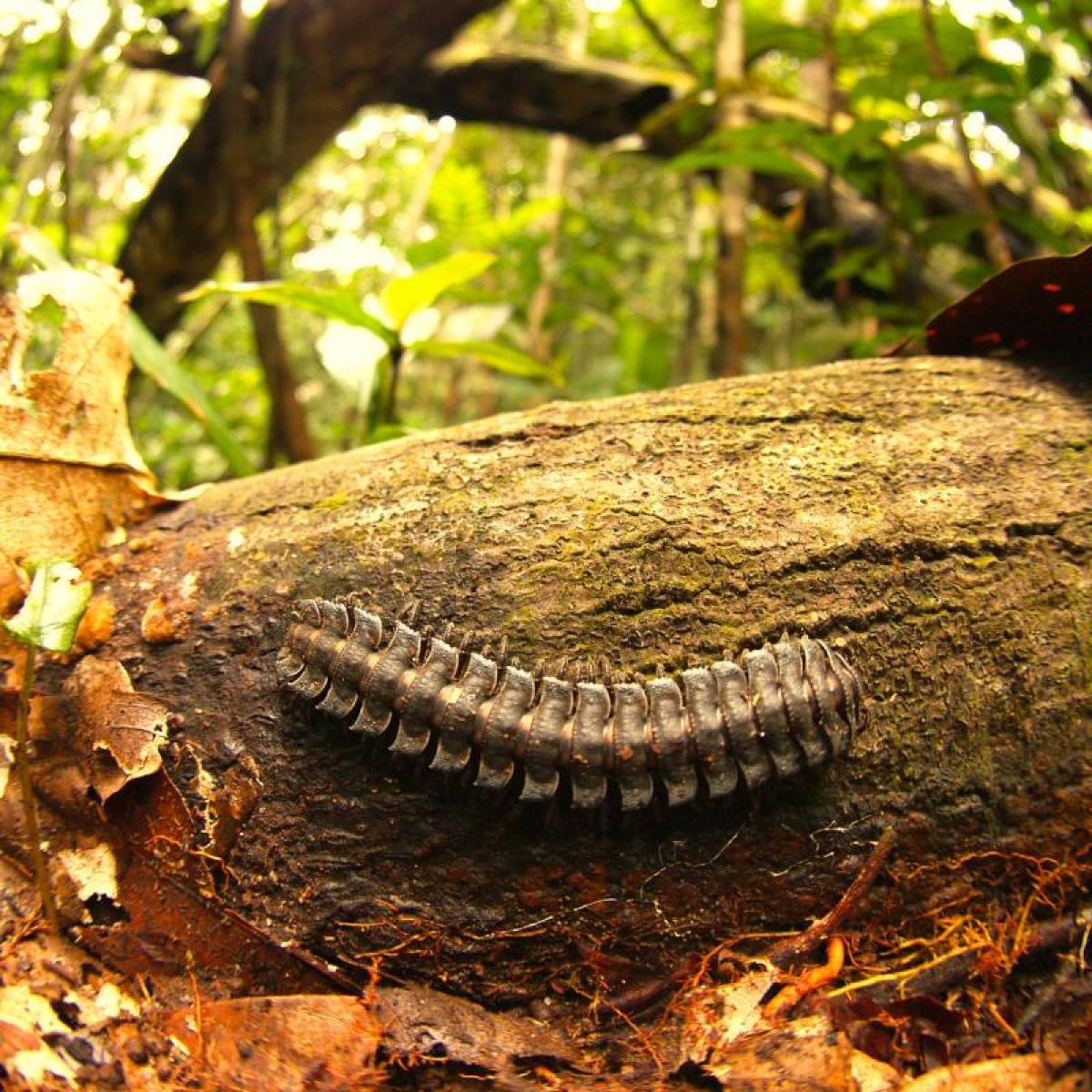 a millipede in the Amazon rainforest