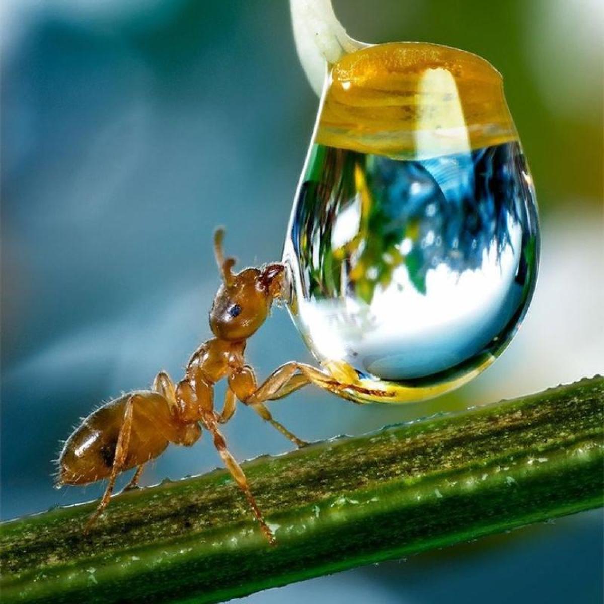 and ant drinking from a droplet of water that is twice its size