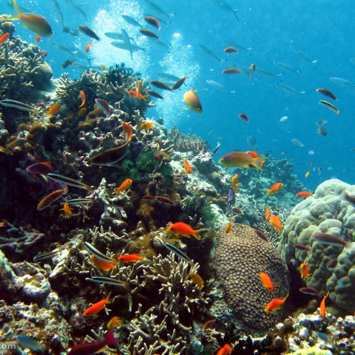 a coral reef from an underwater perspective