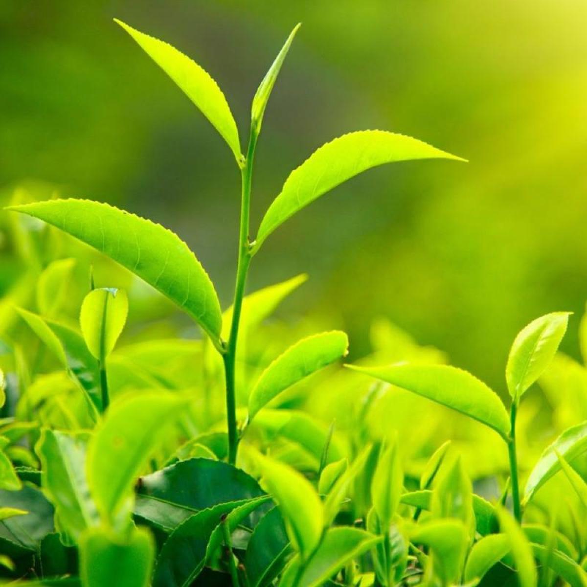 a plant sprouts among other plants
