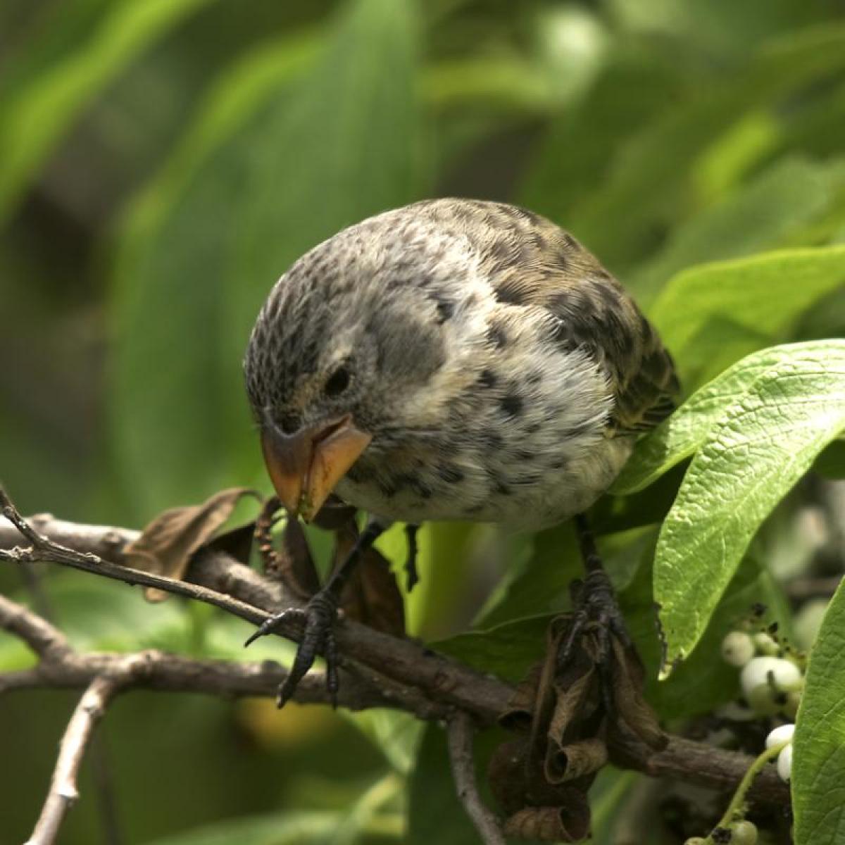 a finch sits on a leafy branch in the sunlight