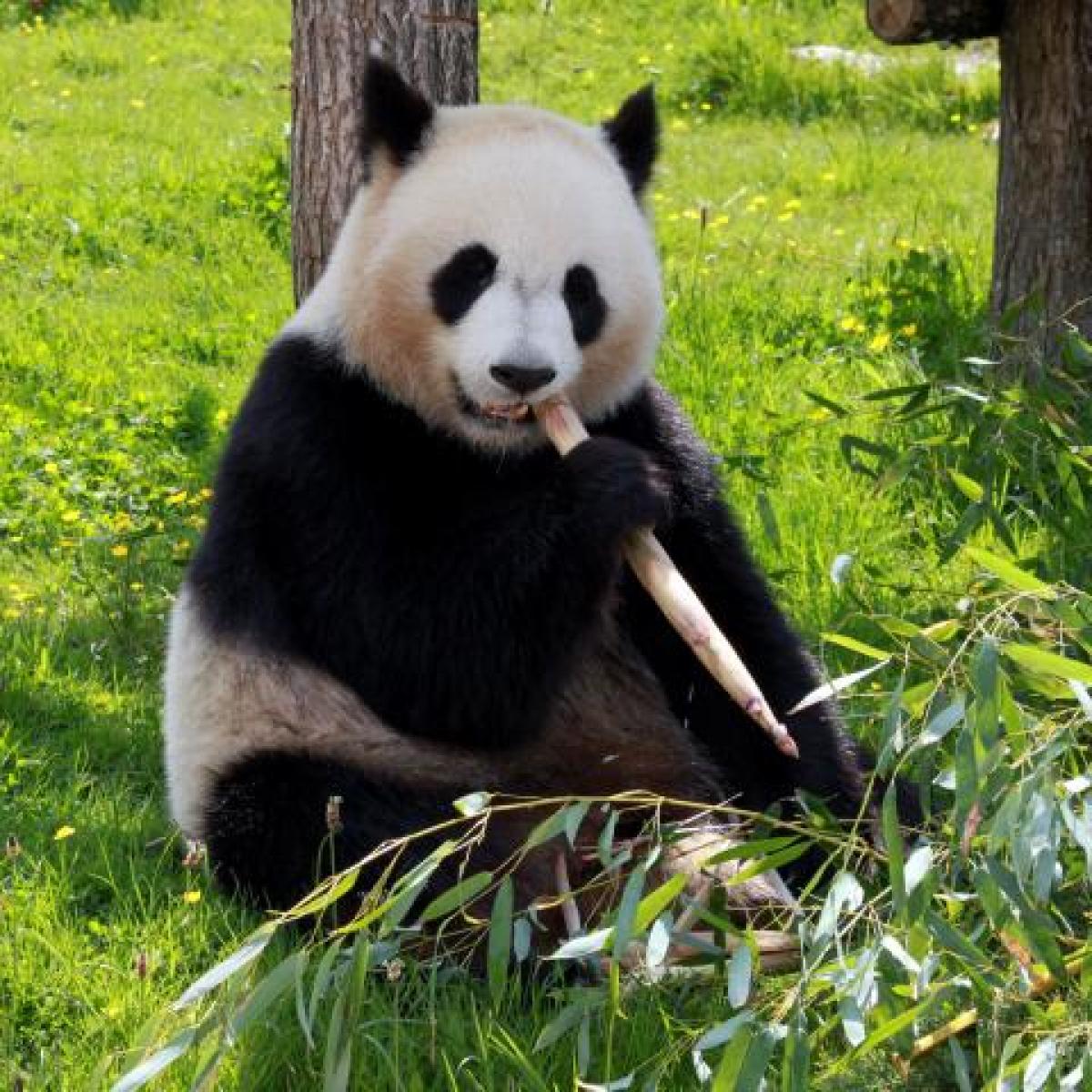 panda eating bamboo in grass