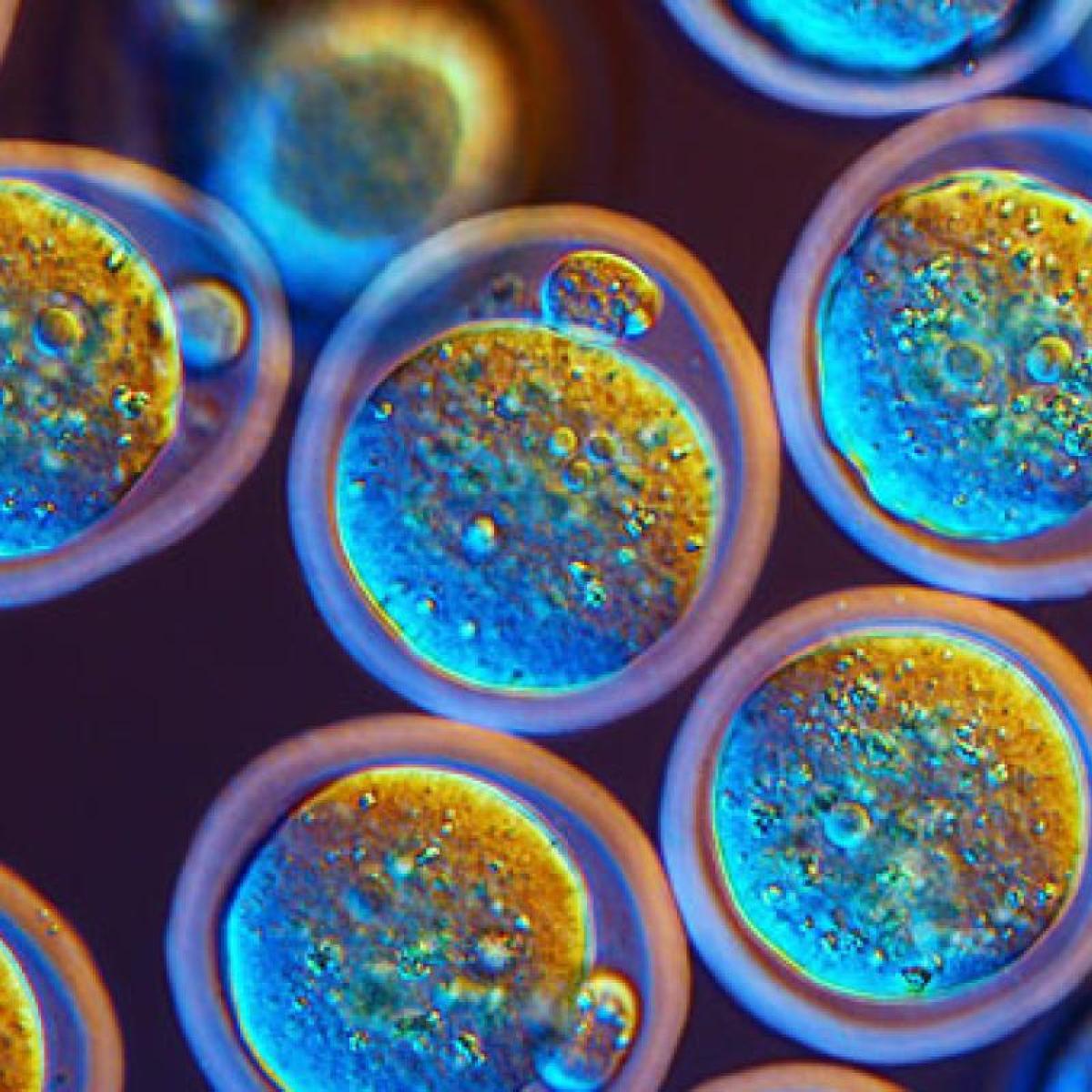 a microscopic image of cells under iridescent light
