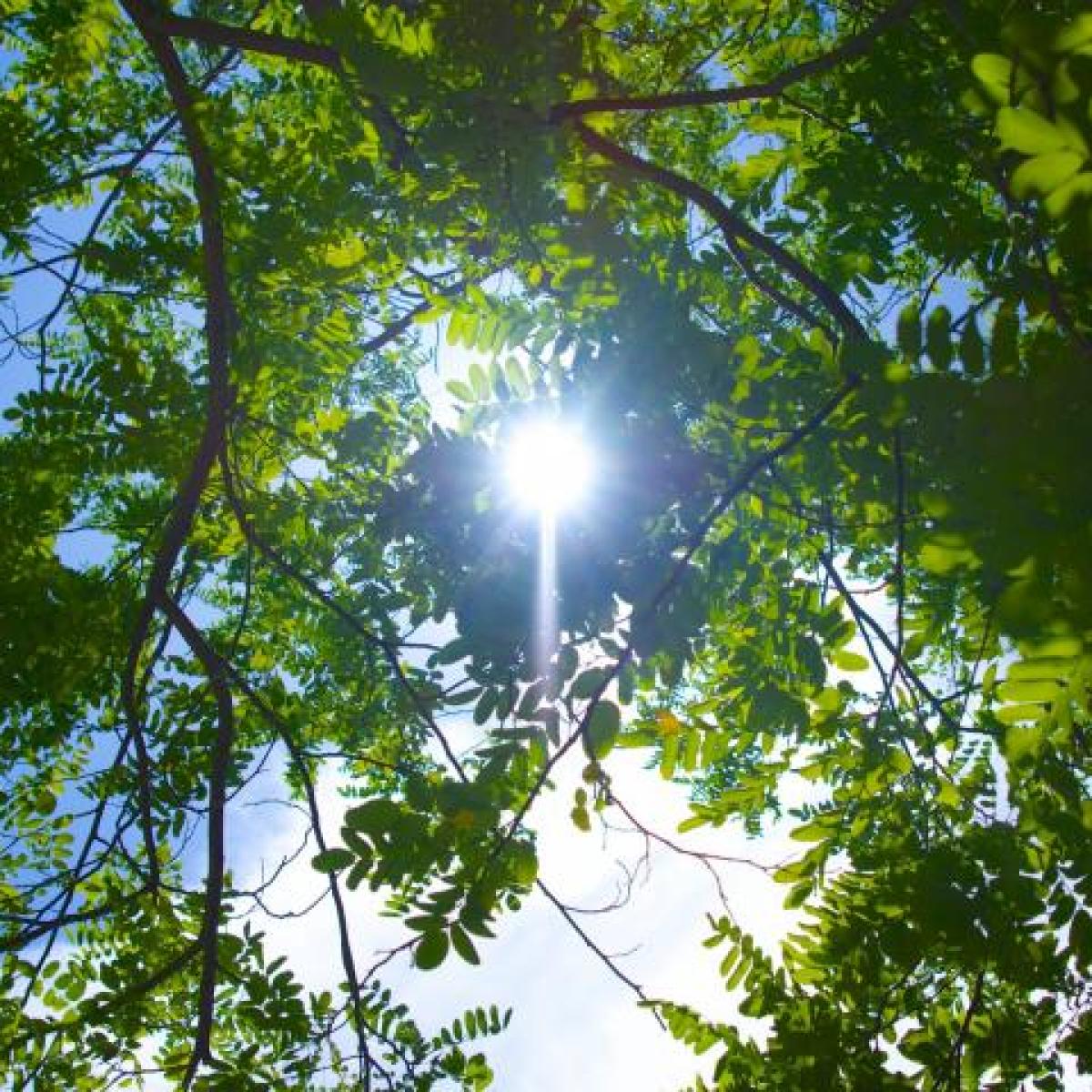 sunlight through trees